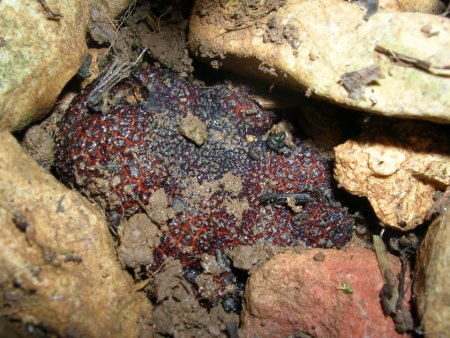 Qu’est-ce que la truffe ? La truffe est un champignon hypogé ( qui se développe sous terre ) et vit en symbiose avec un arbre ( échange de différents composés chimiques). Elle garde encore une grande partie de son mystère, prestigieuse et odorante, on en compte plusieurs variétés dont la plus connue et appréciée des gourmets est la truffe du Périgord ( nom botanique ) ou Tuber Melanosporum ( nom scientifique ). La truffe du Périgord naît entre mai et juin et se récolte entre novembre et mars. Elle est souvent concurrencée par tuber Brumale qui se récolte aux mêmes périodes, dont l’odeur est moins agréable mais qui peut être un comestible de choix. Il existe d’autres variétés de truffes connues : tuber Magnatum ( truffe blanche d’Italie ), tuber Uncinatum ( truffe de Bourgogne ), tuber Mesentericum, tuber Aestivum ( truffe d’été ). Que faire de la truffe que vous venez d’acquérir ? Ne cherchez pas à garder votre truffe du Périgord plus de 5 à 6 jours si vous voulez conserver son parfum et ses qualités. Vous pouvez d’emblée la mettre dans une boite alimentaire en plastique hermétique au contact d’ œufs afin que ceux-ci en prennent l’odeur et le goût ( coquille poreuse de l’œuf ). Posez votre truffe sur du papier alimentaire et essuyez la coquille des œufs ainsi que la boite tous les jours afin d’éviter l’humidité et le pourrissement ( deux jours suffisent ). Vous pouvez alors manger des œufs au plat ( tout l’arôme est concentré dans le jaune ) ou une brouillade sans même y ajouter de la truffe ou en y intégrant des lamelles. Vous pouvez aussi faire macérer la truffe dans de l’huile neutre ( tournesol par ex ) afin d’obtenir une huile truffée que vous utiliserez régulièrement pour cuisiner, affirmer le goût de plats truffés ( 48 heures suffisent ). Conservation de la truffe ? Pour conserver une truffe du Périgord plus longtemps avec ses qualités, le meilleur moyen est la congélation. Si celle-ci est grosse, vous pouvez en extraire à l’économe sans la décongeler et la replacer au congélateur pour des utilisations futures. Préférez les truffes fraîches aux truffes en conserves qui ont peu d’éclat. Les corps gras conservent parfaitement l’odeur et les qualités de la truffe. Évitez de la cuire trop longtemps, intégrez-la le plus possible au dernier moment. Acheter la truffe fraîche du Périgord ( tuber melanosporum )